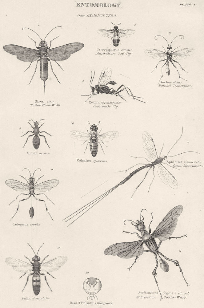 ENTOMOLOGY. Hymenoptera; Australian Saw- fly; Tailed Wood- Wasp; Cockroach 1860